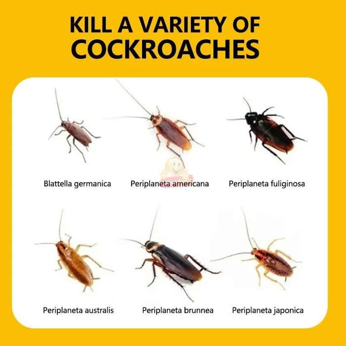 Roach Expert Cockroach Gel