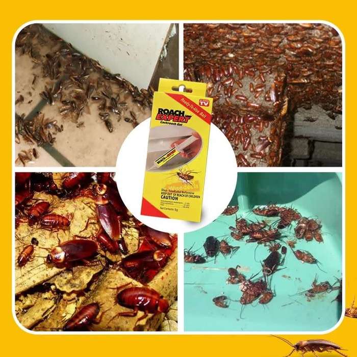 Roach Expert Cockroach Gel